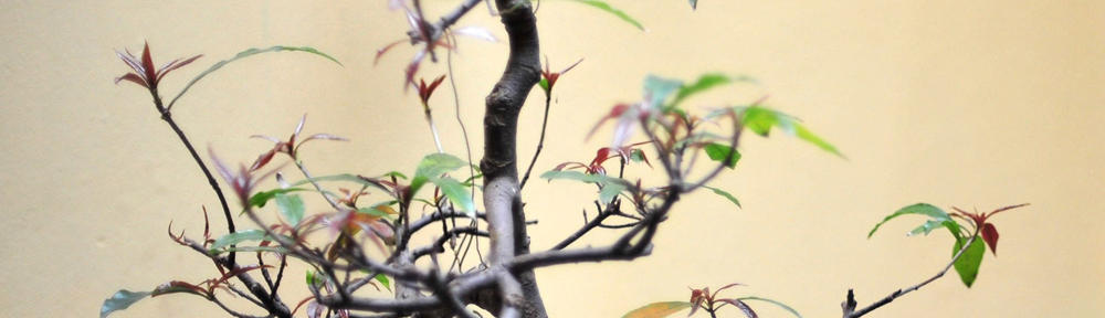 FCPE du collège Giacometti